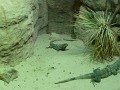 Iguanas 2